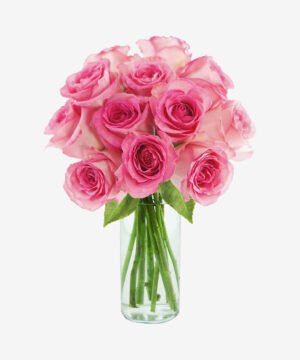 New Baby Archives - Elgreen Orchid Farm